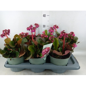 Bergenia cordifolia