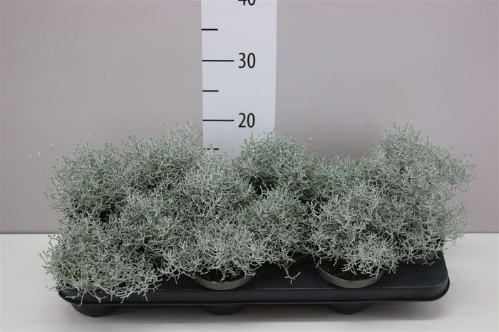 <h4>Calocephalus</h4>