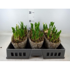 Arr.  Narcissus Tete Tete L%