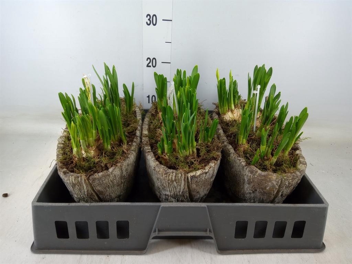 <h4>Arr.  Narcissus Tete Tete L%</h4>