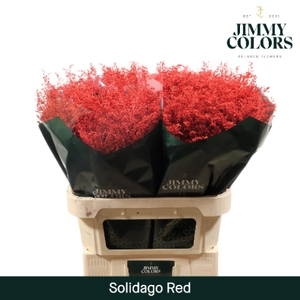 Solidago L70 Klbh. rood