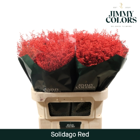 Solidago L80 Klbh. Rood