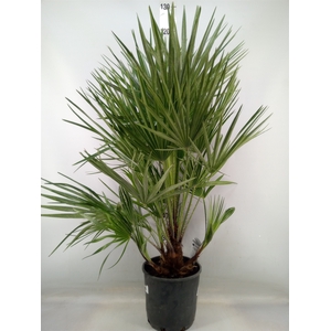Chamaerops humilis