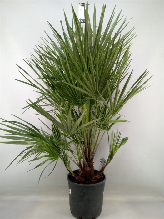 <h4>Chamaerops humilis</h4>
