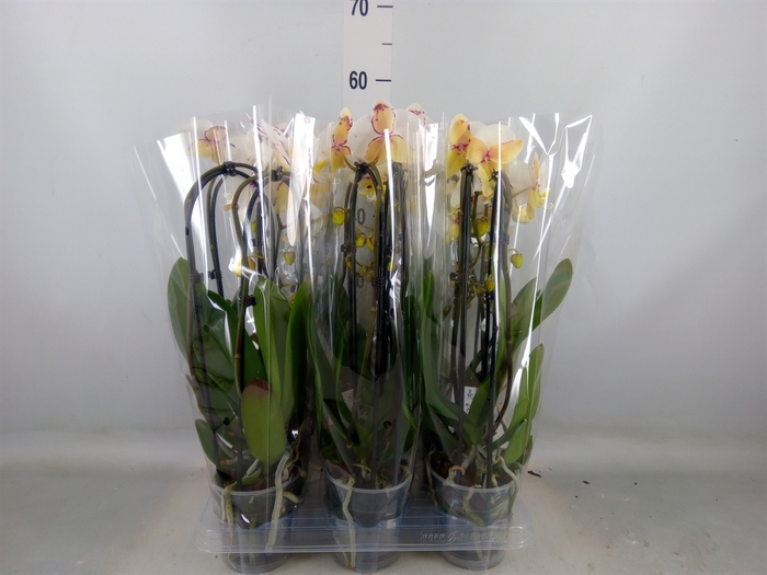 <h4>Phalaenopsis  'Elegant Cascade'</h4>