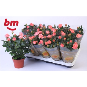 Rosa Candy Beau Monde (12 cm)