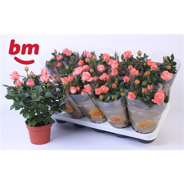 <h4>Rosa Candy Beau Monde (12 cm)</h4>