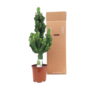 Euphorbia ingens