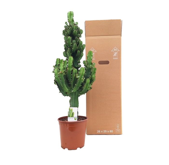 Euphorbia ingens