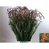 Crocosmia Emily Mckenzi