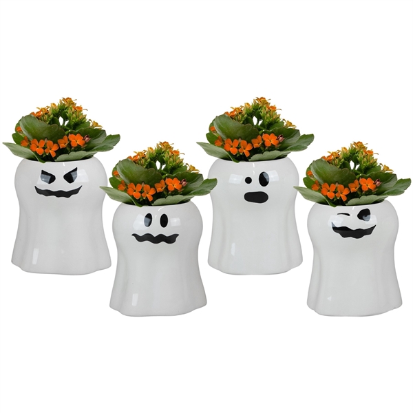 <h4>Boo with Kalanchoe</h4>