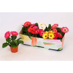 Gerbera Open Air Gemengd