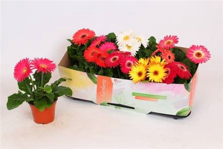 <h4>Gerbera Open Air Gemengd</h4>