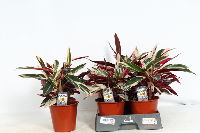 <h4>STROM SA TRIOSTAR</h4>