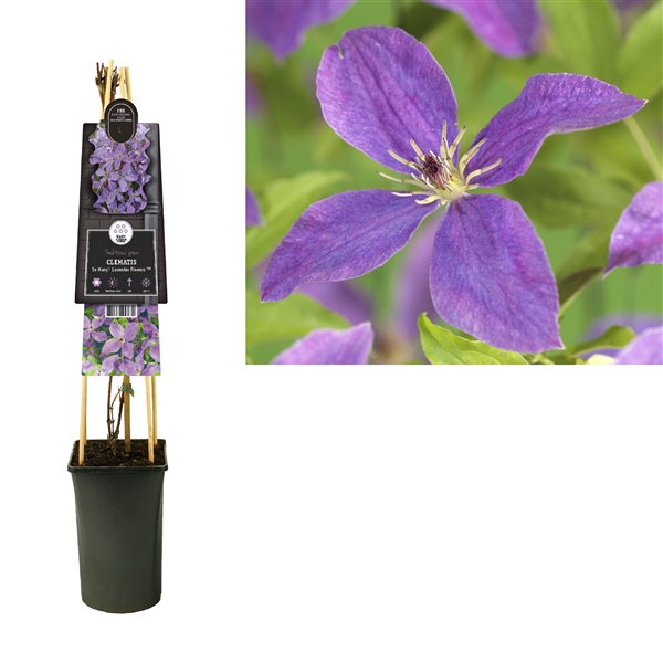 <h4>Clematis So Many® Lavender Flowers PBR +3.0 label</h4>