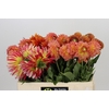 Dahlia Gemengd in fust