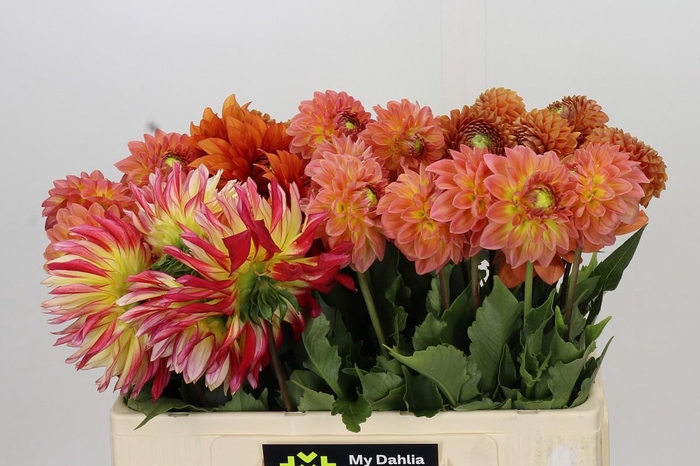 <h4>Dahlia Gemengd in fust</h4>