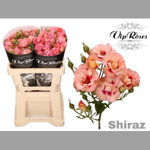 R TR SHIRAZ!