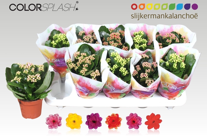 <h4>KAL GE GEM 6 KL</h4>