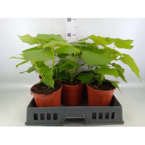 Sparrmannia africana