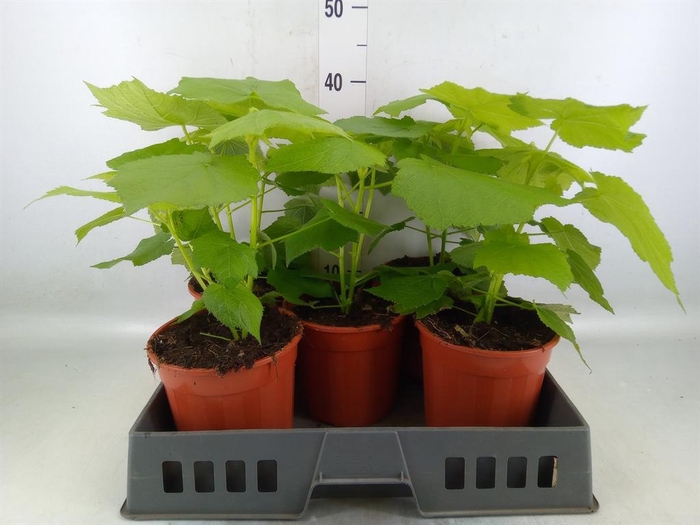 <h4>Sparrmannia africana</h4>