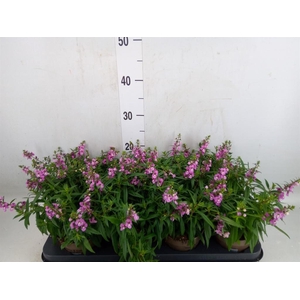 Angelonia  'Serena Lavender'