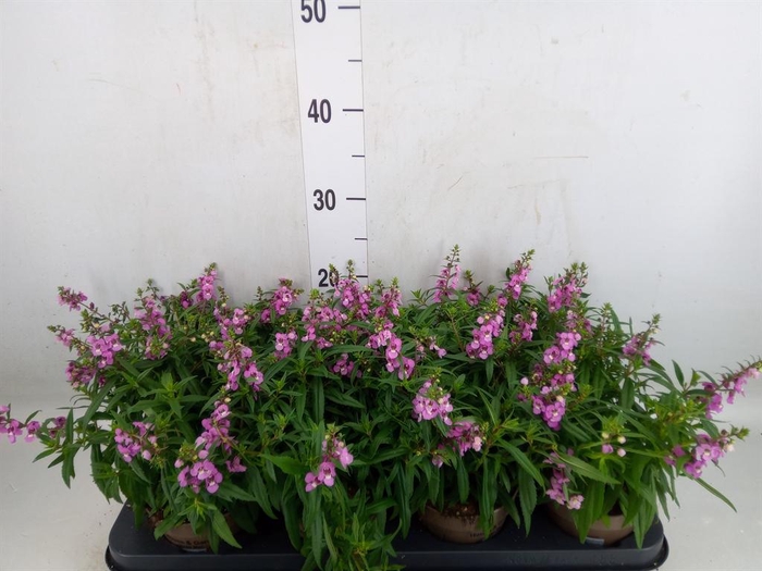 <h4>Angelonia  'Serena Lavender'</h4>