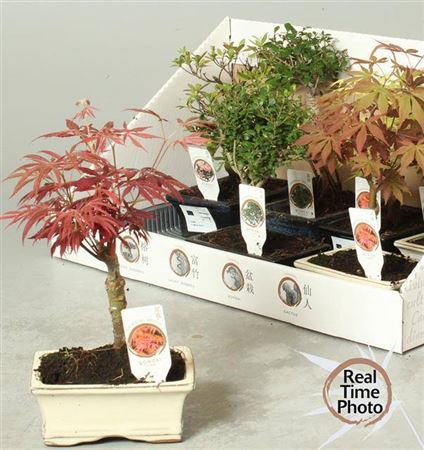 <h4>Bonsai Gem</h4>