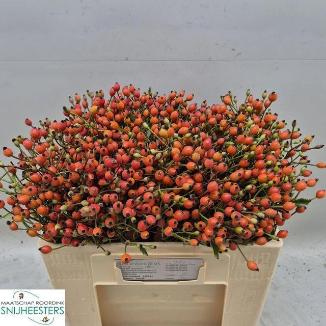 Rosa Magical Miracle