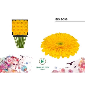 Gerbera Pomponi Big Boss Diamond per kaart