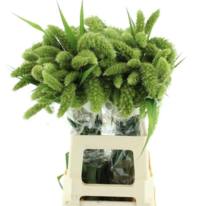 SETARIA ITALICA