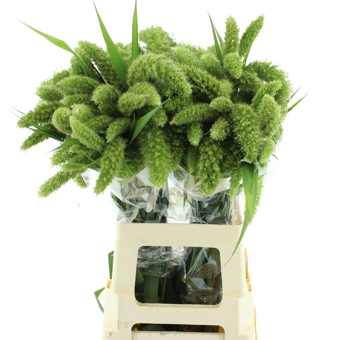 <h4>SETARIA ITALICA</h4>