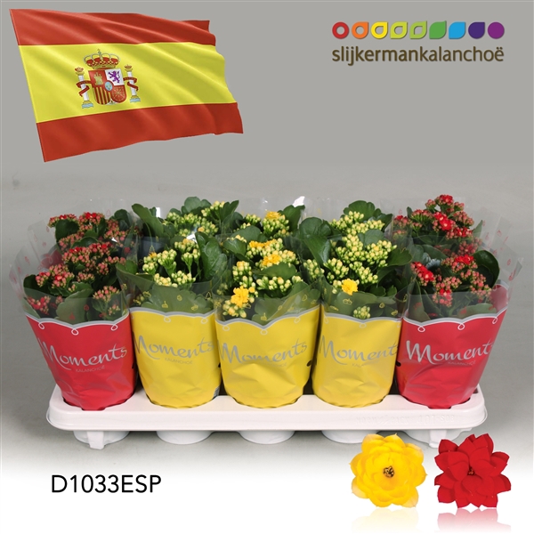 <h4>Kalanchoe Moments - Spain flag</h4>