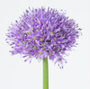 Allium 'Gladiator'