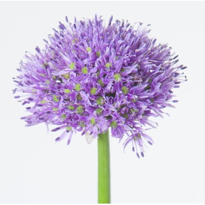 Allium Gladiator