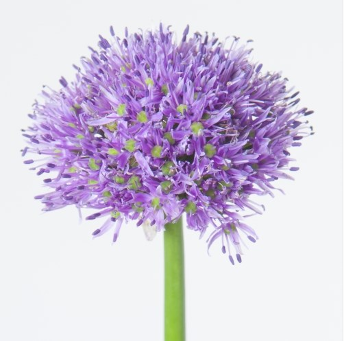 <h4>Allium Gladiator</h4>