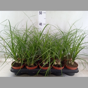 Beaucarnea recurvata