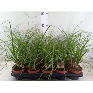 Beaucarnea recurvata