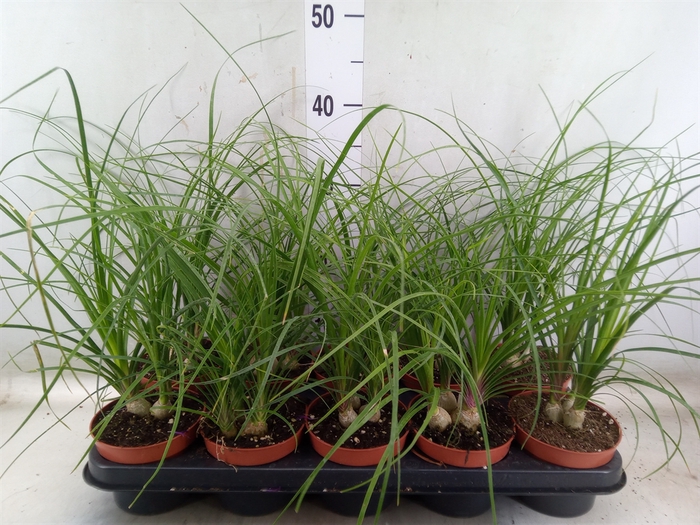 <h4>Beaucarnea recurvata</h4>