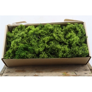 Mos Reindeer Moss Green 500gr