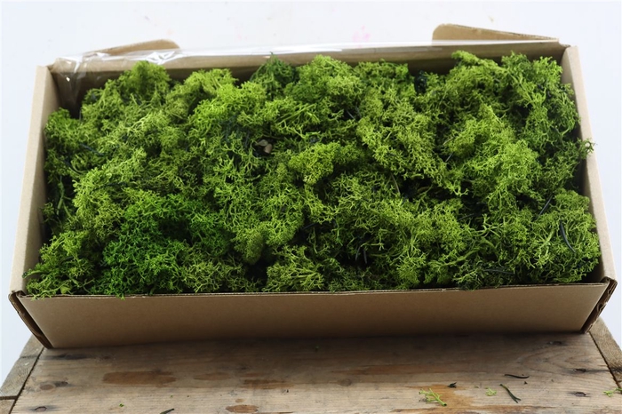 <h4>Mos Reindeer Moss Green 500gr</h4>