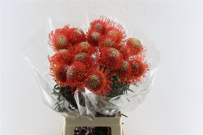 <h4>Leuco Co Succession</h4>