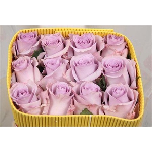 Rosa GR 'Ocean Song'
