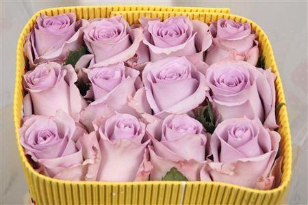 <h4>Rosa GR 'Ocean Song'</h4>