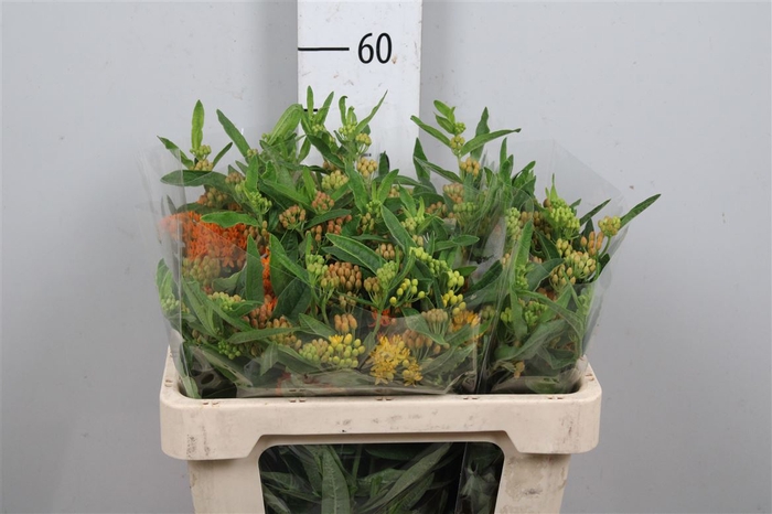 <h4>Ascl Tuberosa</h4>