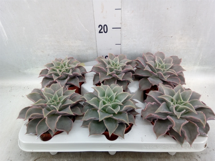 <h4>Echeveria   ...</h4>