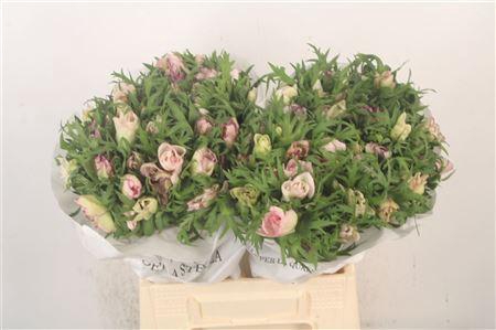 <h4>Anemone Mistral Malva Edge</h4>
