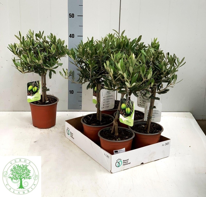 Olea Europaea