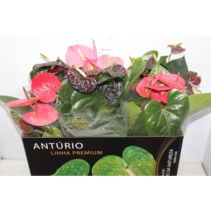 ANTHURIUM VARIADO P17 PREMIUM