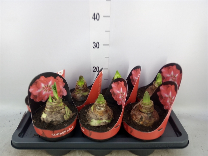 <h4>Hippeastrum (Double Diamond Grp) Fa</h4>